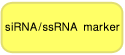 siRNA-ssRNA marker